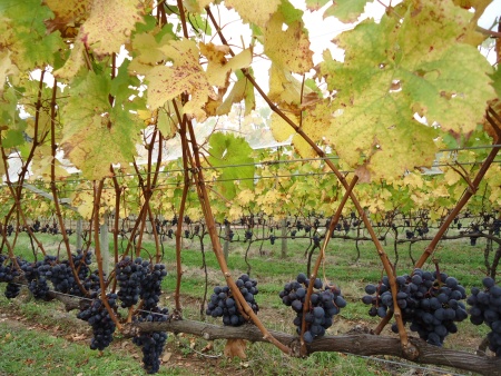 vinhedos_villafrancioni_450x338